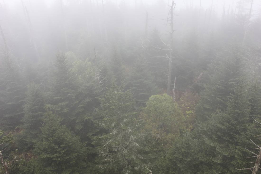 Clingmans Dome & the high country