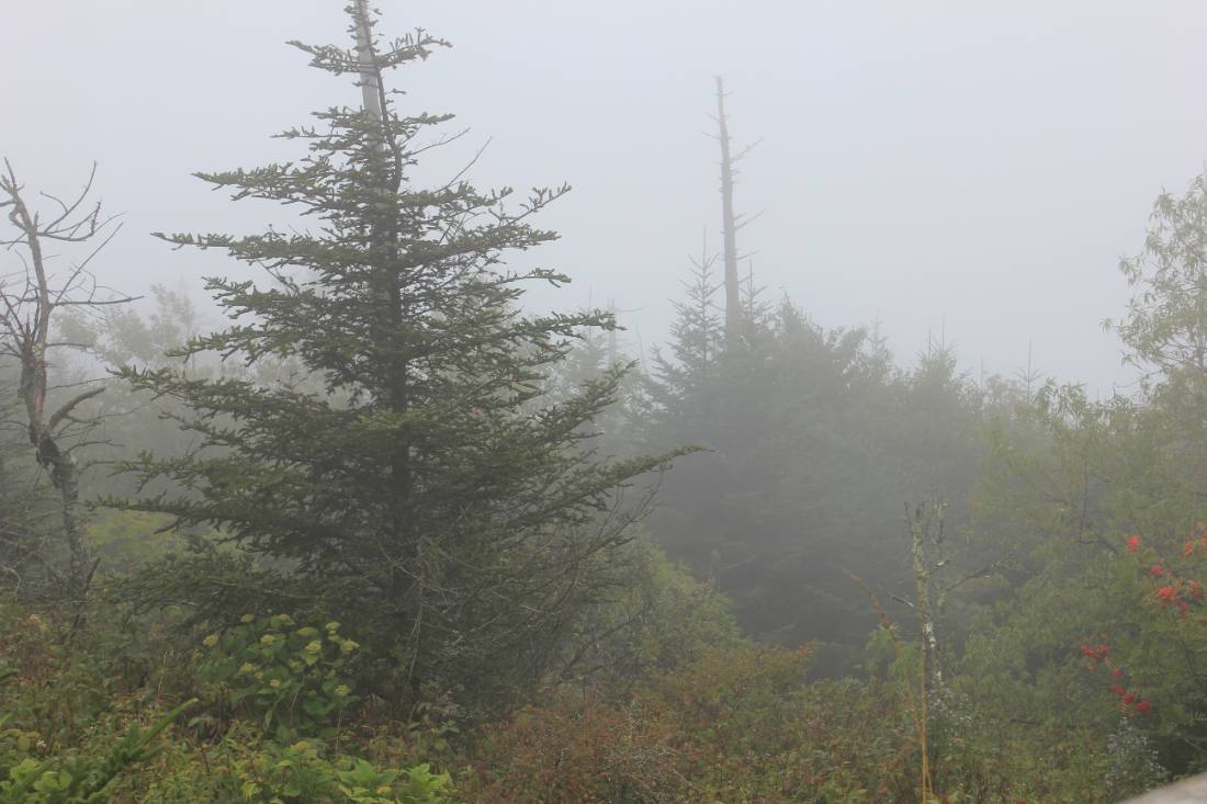 Clingmans Dome & the high country