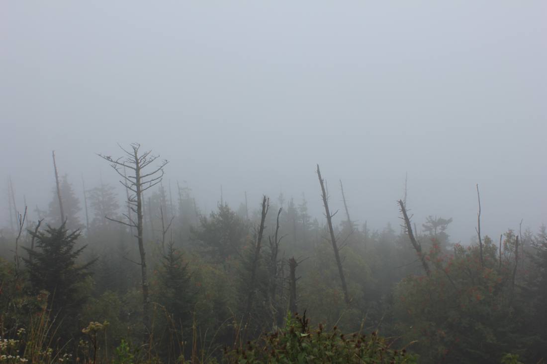 Clingmans Dome & the high country