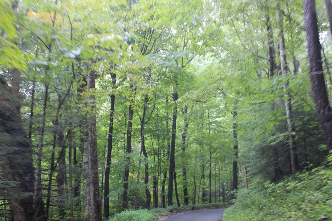 Forest roads & mountain streams