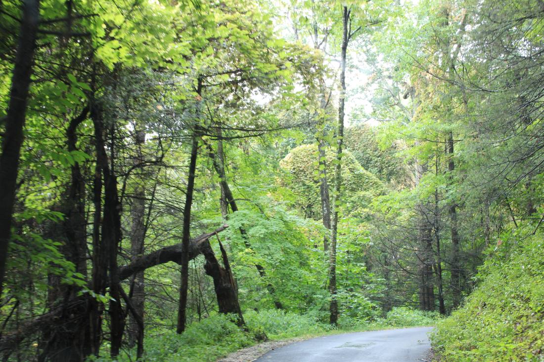 Forest roads & mountain streams