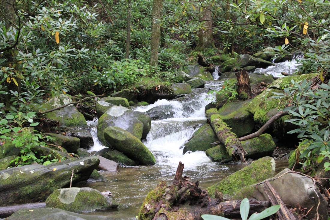 Forest roads & mountain streams