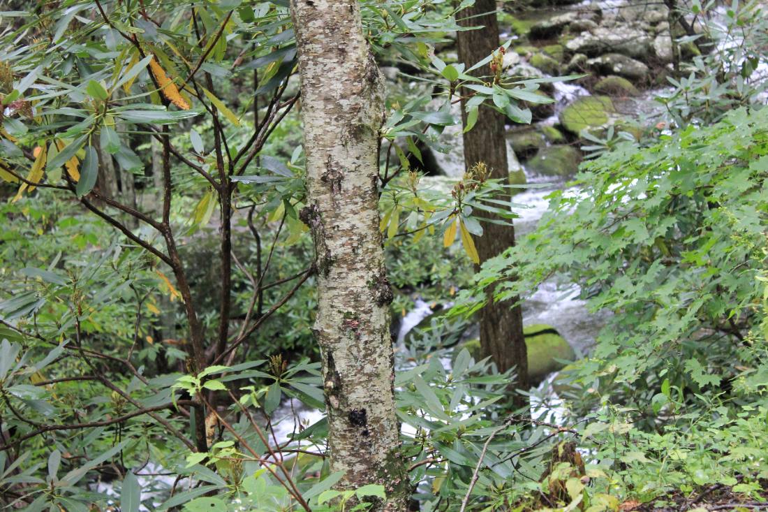 Forest roads & mountain streams