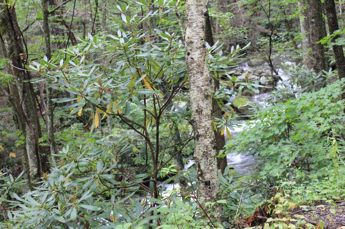 Forest roads & mountain streams