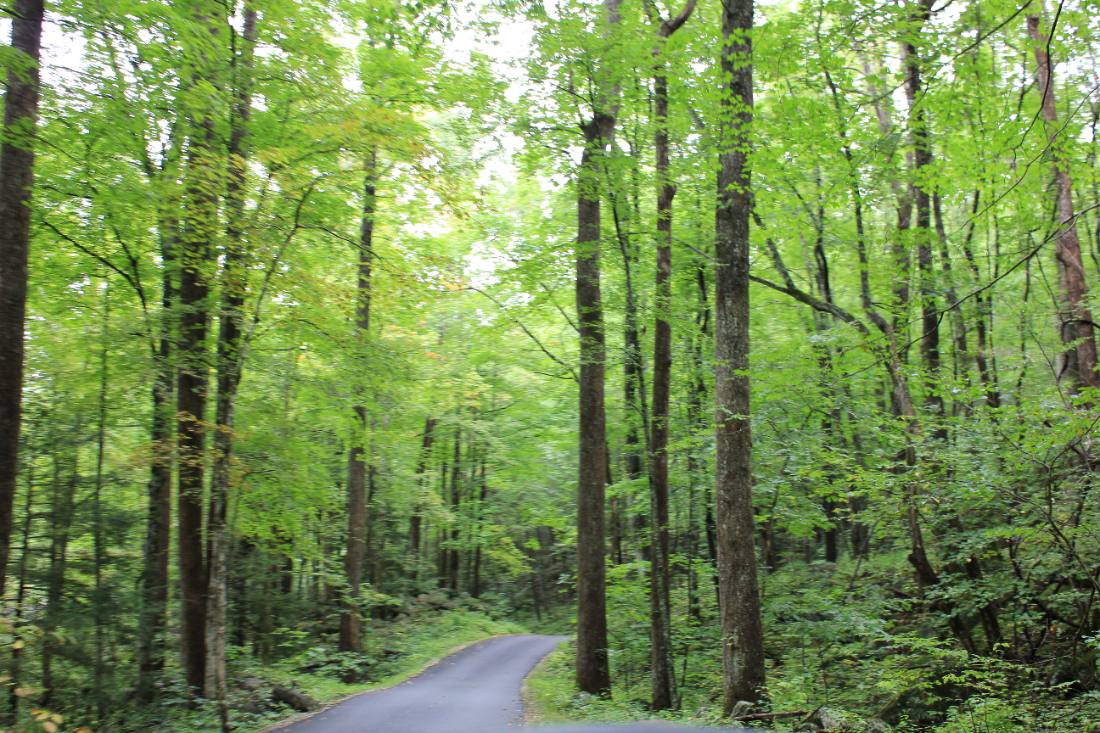 Forest roads & mountain streams
