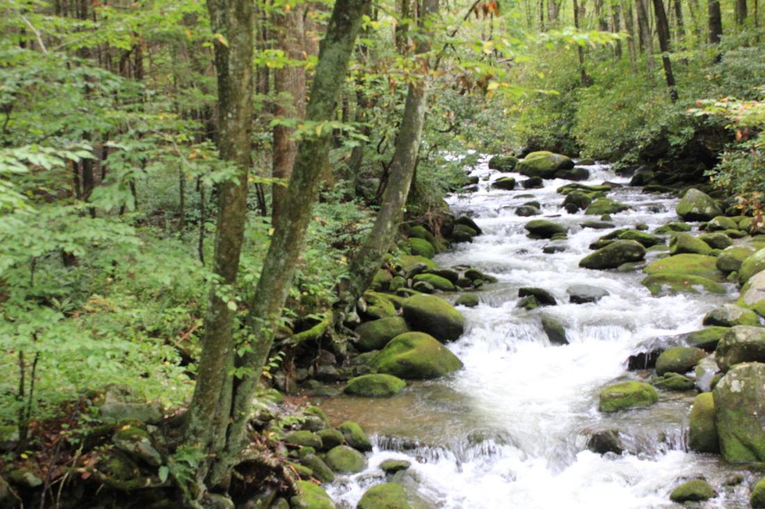 Forest roads & mountain streams