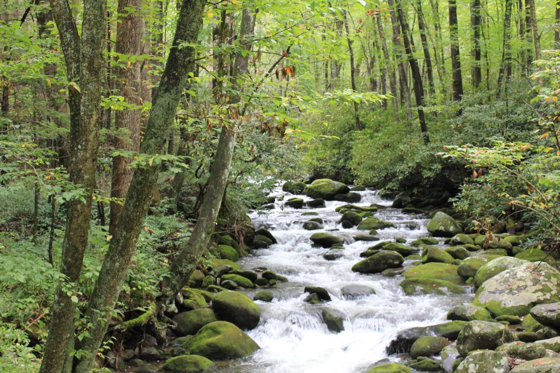 Forest roads & mountain streams
