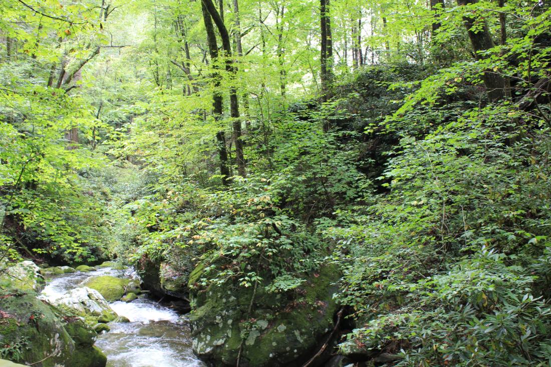 Forest roads & mountain streams