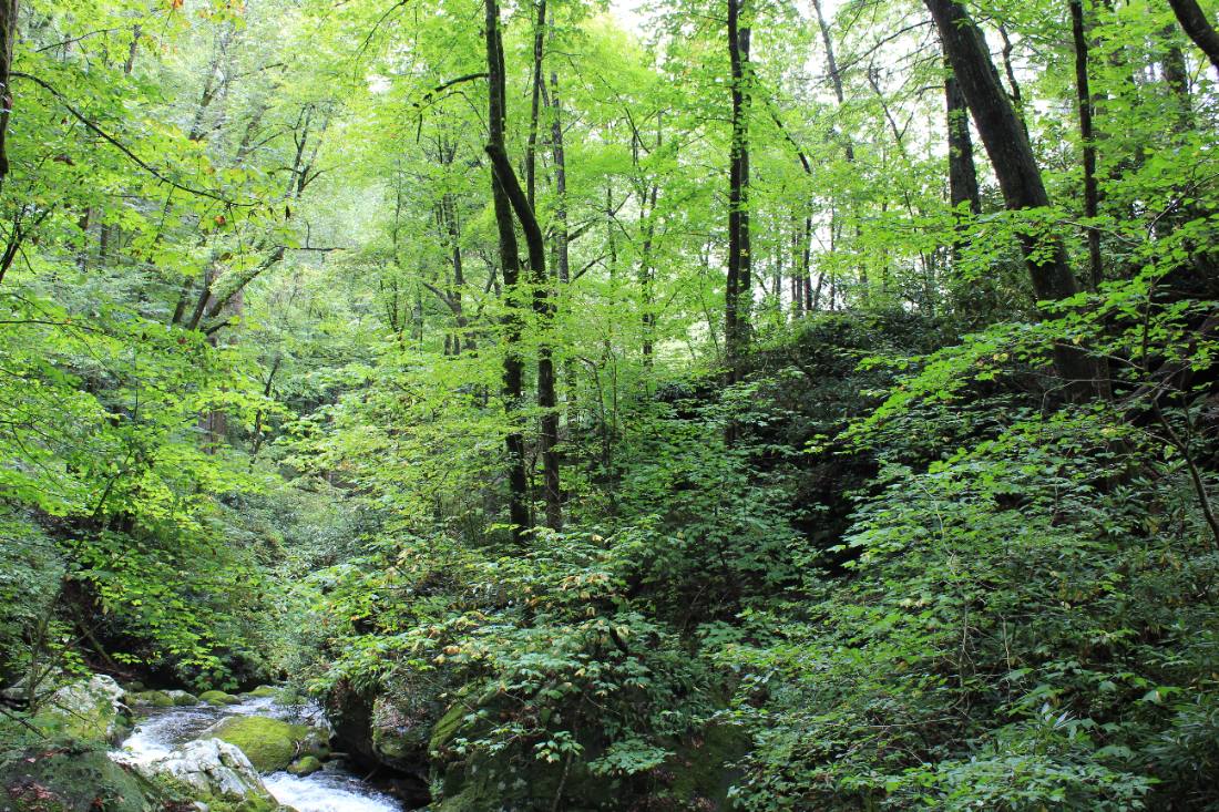 Forest roads & mountain streams