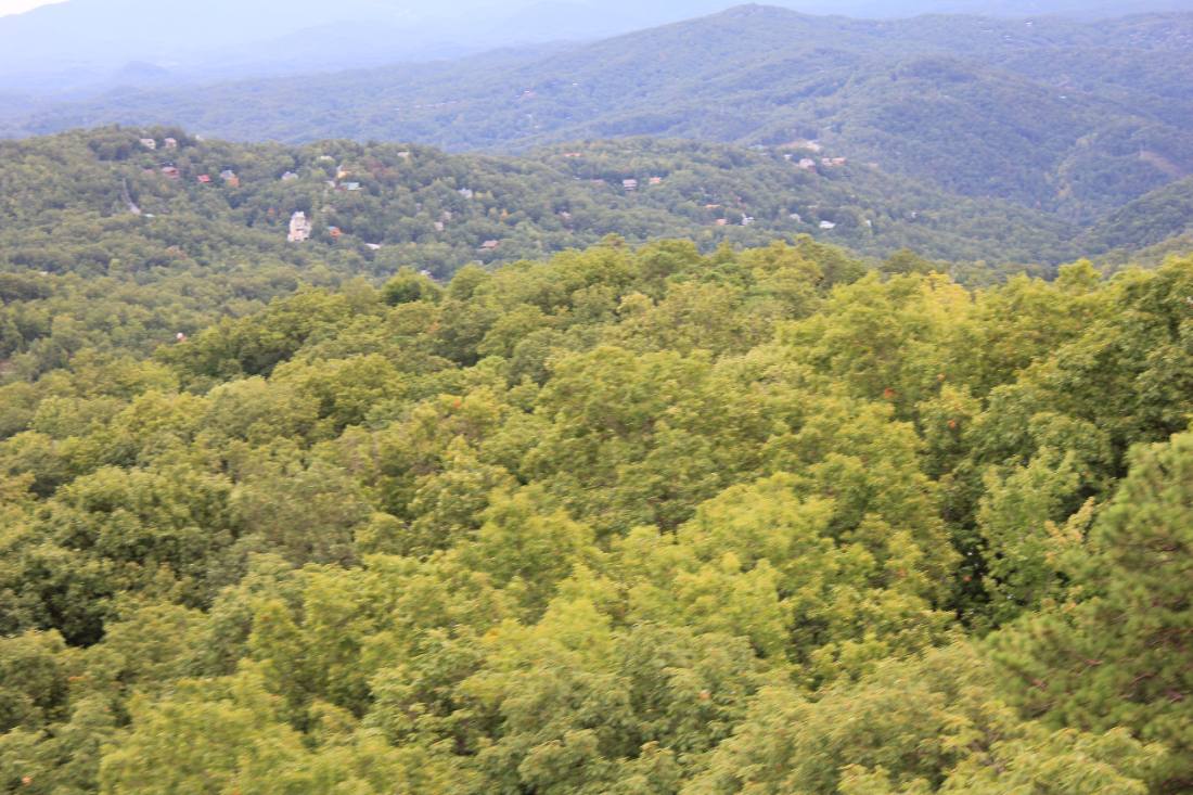 Forest roads & mountain streams