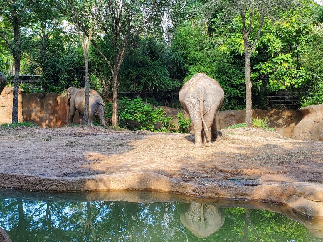 The Saint Louis Zoo