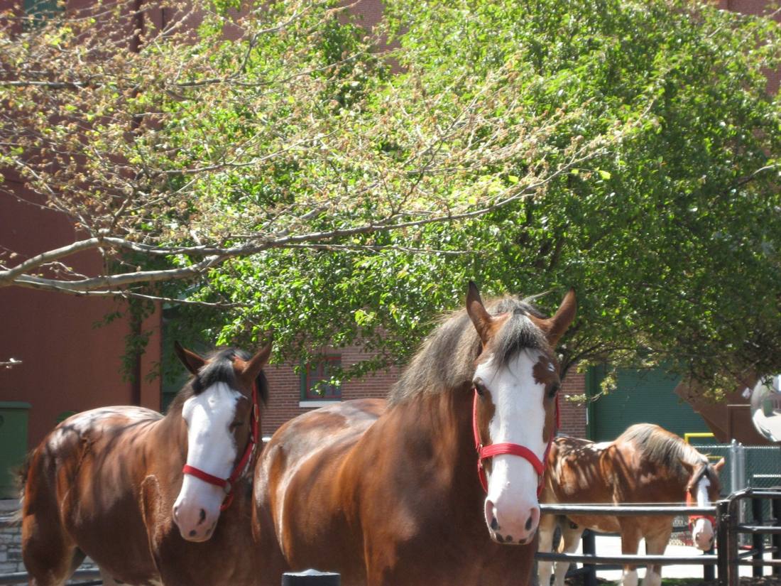 The Budweiser Clydesdales