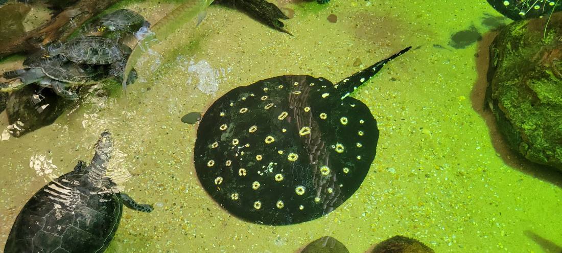 San Antonio & the aquarium