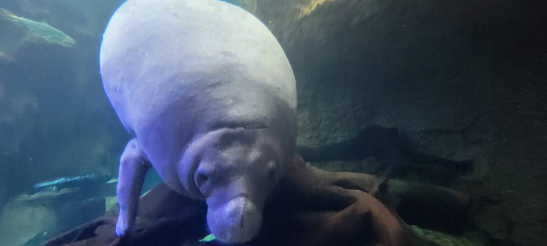 San Antonio & the aquarium