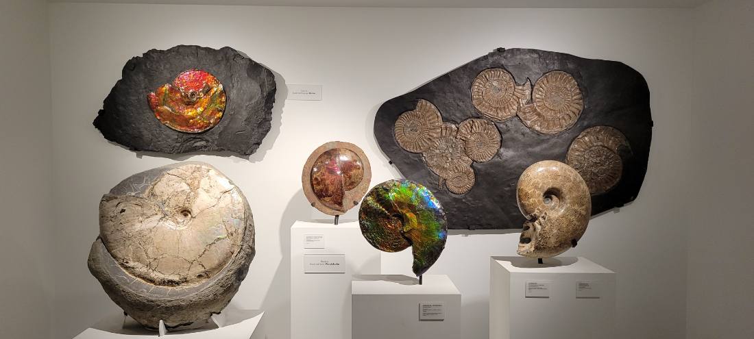 Dallas, Fort Worth & the Perot Museum