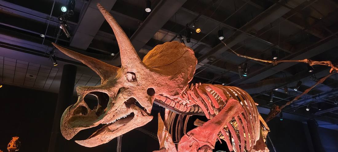 Dallas, Fort Worth & the Perot Museum