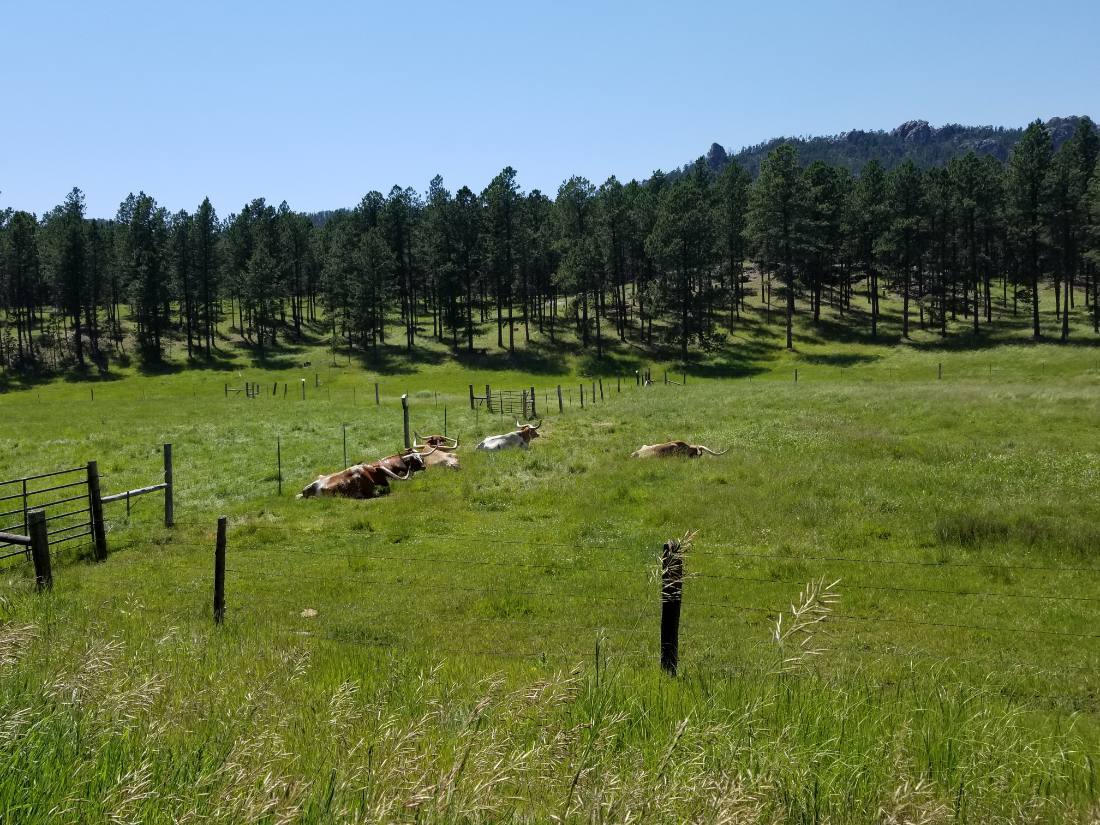The Black Hills & Bighorn country