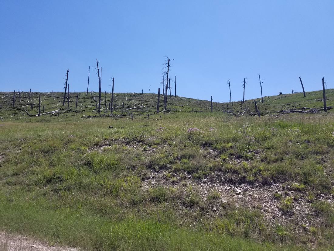 The Black Hills & Bighorn country