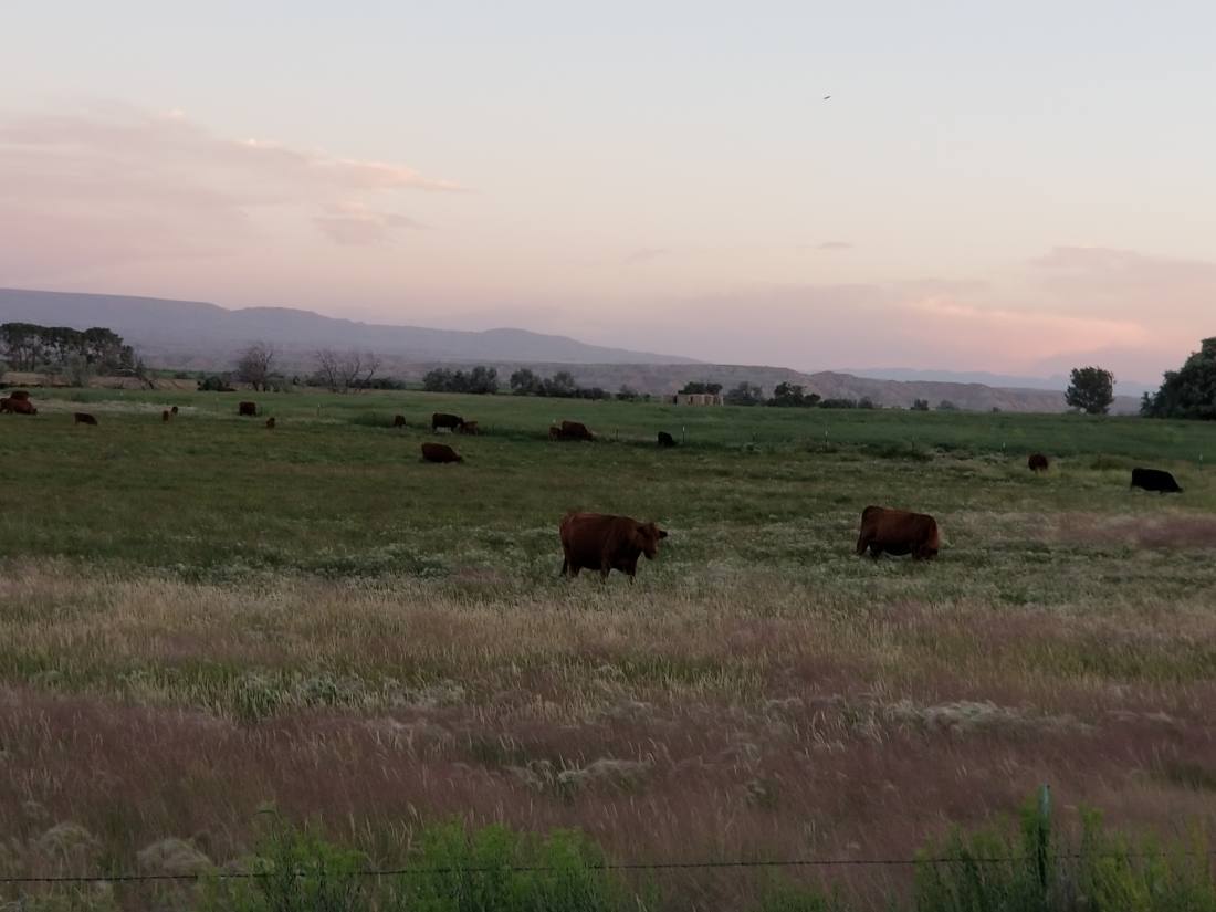 The Black Hills & Bighorn country