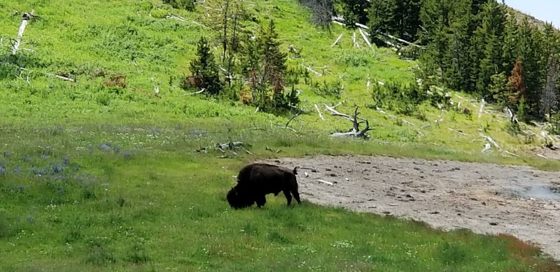 The Black Hills & Bighorn country