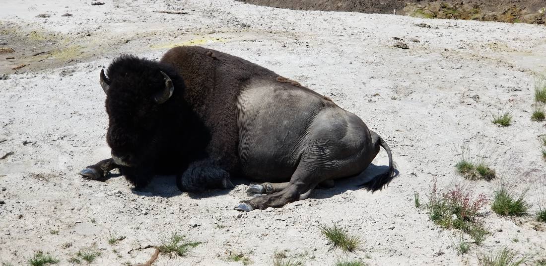 Yellowstone — canyon, falls & wildlife