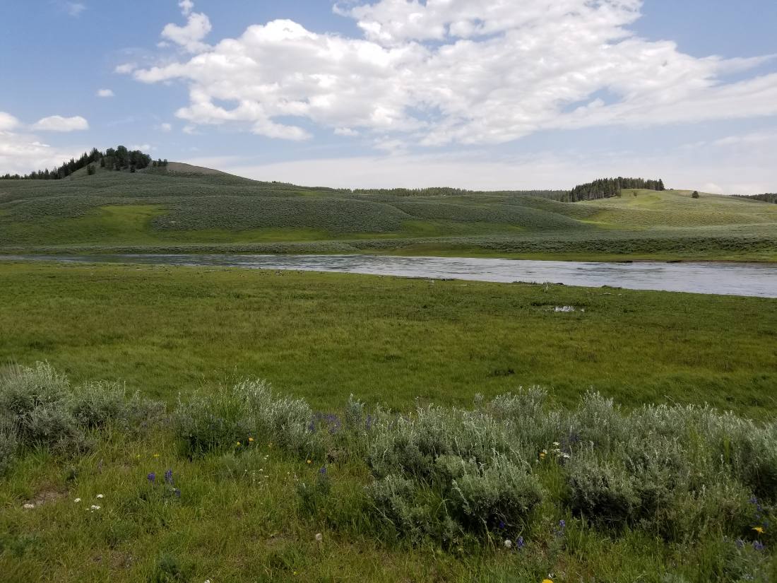 Yellowstone — canyon, falls & wildlife