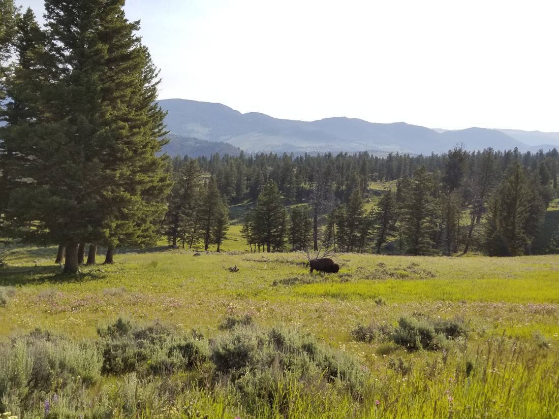 Yellowstone — canyon, falls & wildlife