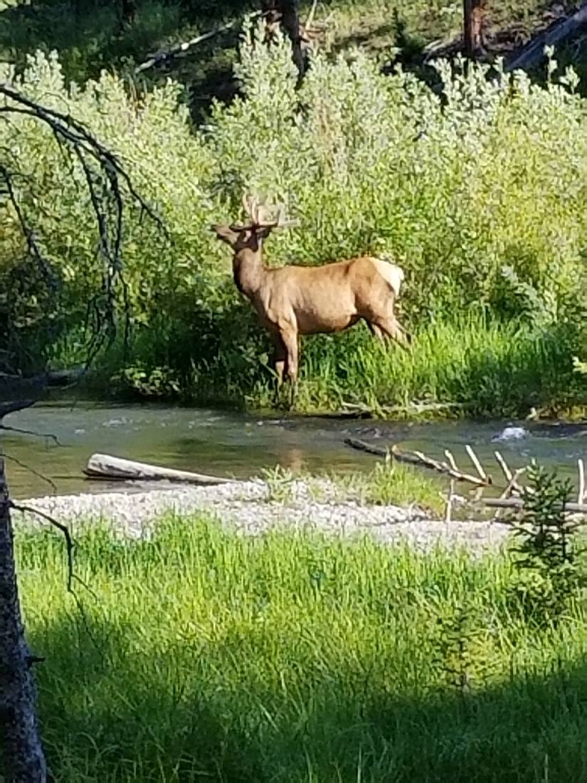 Yellowstone — canyon, falls & wildlife