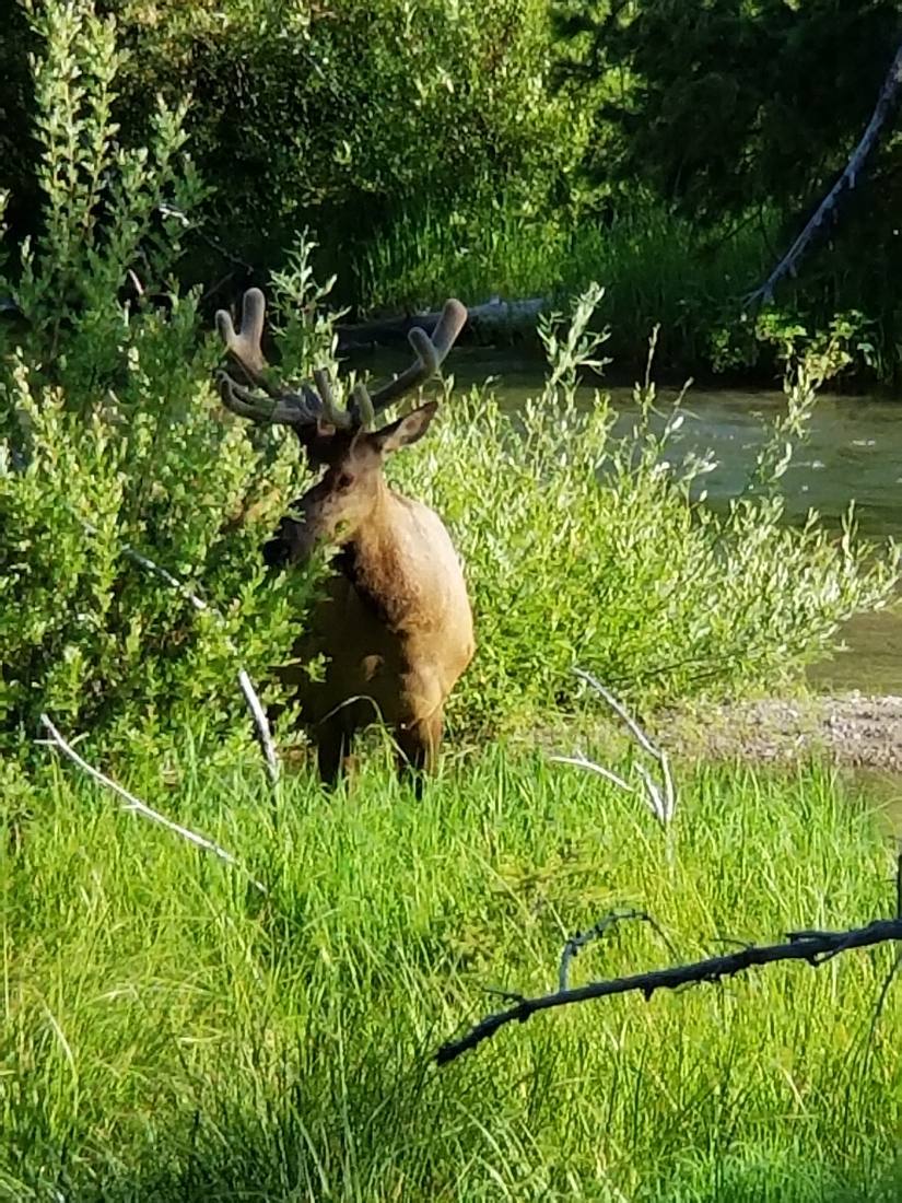 Yellowstone — canyon, falls & wildlife