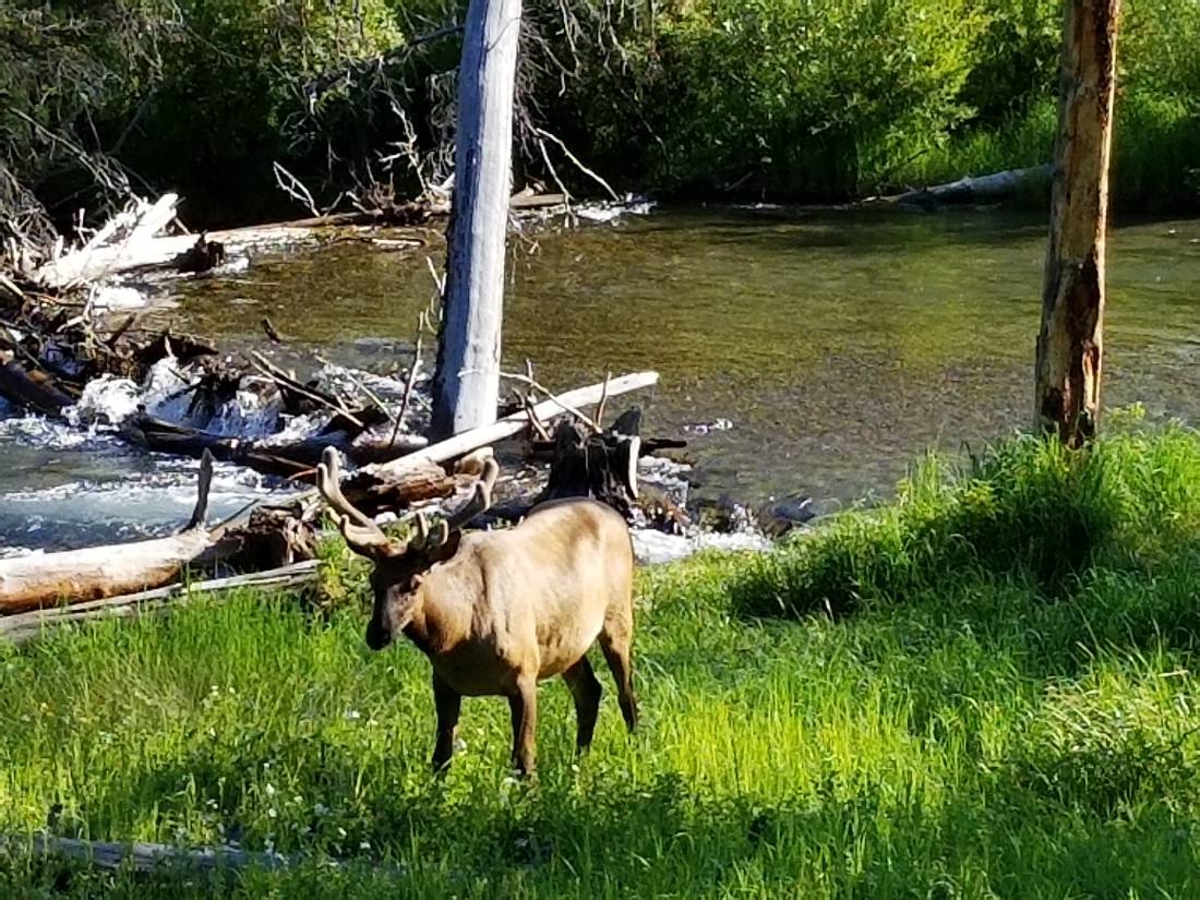 Yellowstone — canyon, falls & wildlife