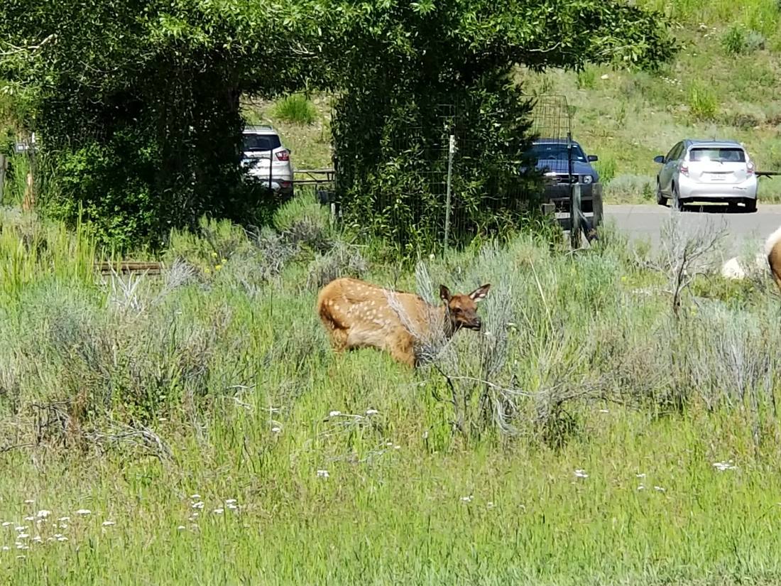 Yellowstone — canyon, falls & wildlife