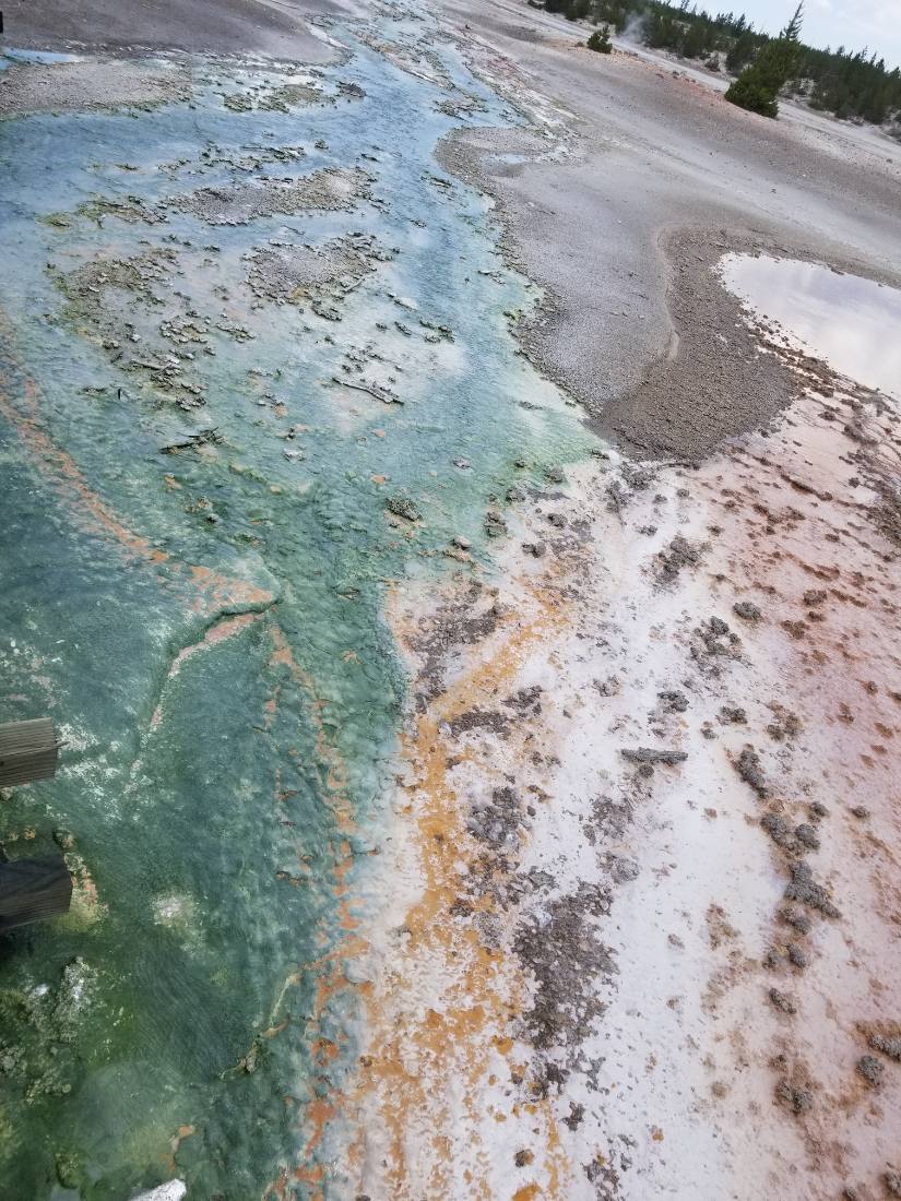 Yellowstone — canyon, falls & wildlife