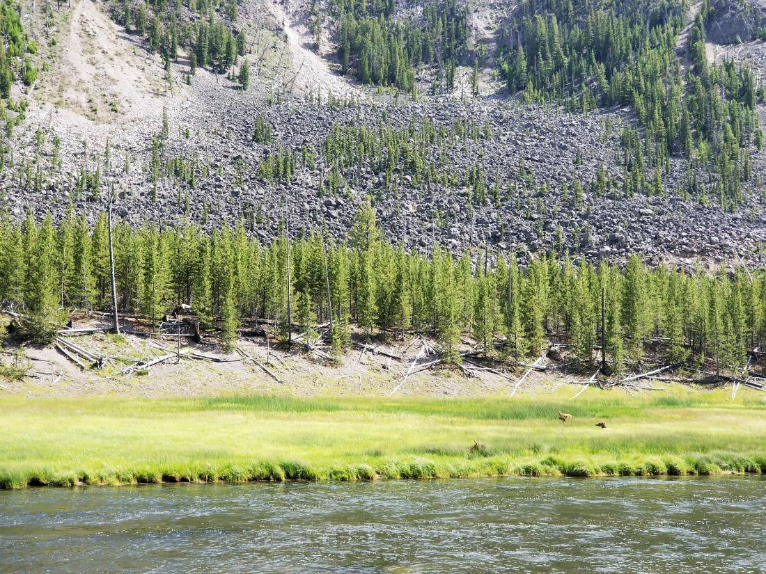 Yellowstone — canyon, falls & wildlife